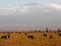 Keňa, Tanzánie 2011