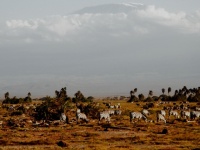 Keňa, Tanzánie 2011