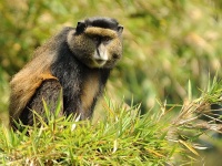 Rwanda - zlaté opice - Golden monkey
