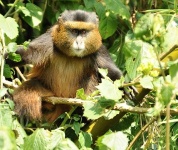 Rwanda - zlaté opice - Golden monkey